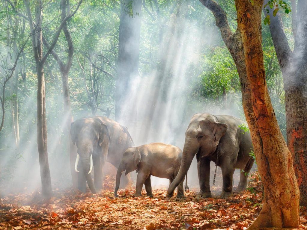 Nature