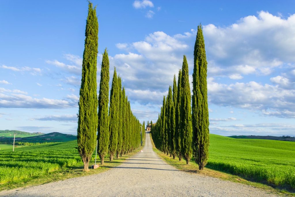 Trees